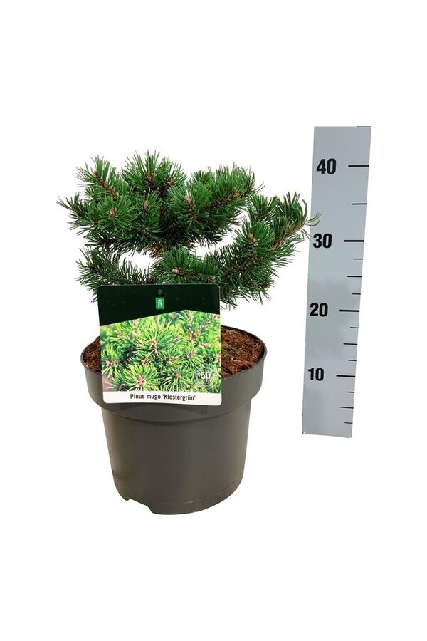 Sosna Pinus mugo Klostergrün
