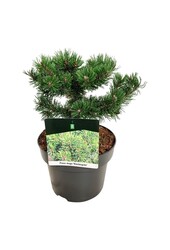 Sosna Pinus mugo Klostergrün