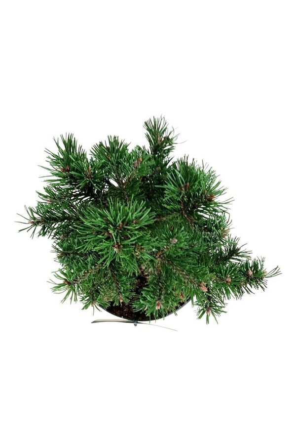 Sosna Pinus mugo Klostergrün