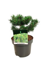 Sosna Pinus mugo Klostergrün