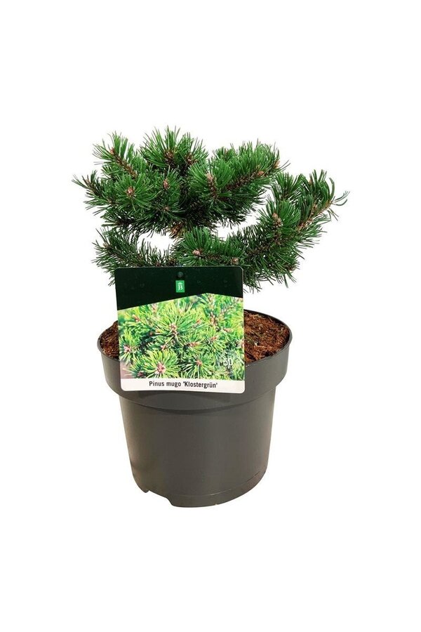 Sosna Pinus mugo Klostergrün