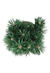 Sosna Pinus mugo Green Pearl