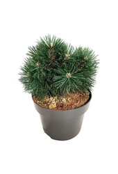 Sosna Pinus mugo Green Pearl