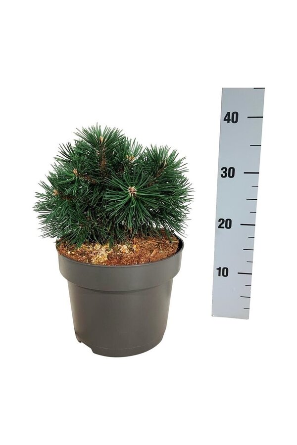 Sosna Pinus mugo Green Pearl