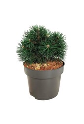 Sosna Pinus mugo Green Pearl