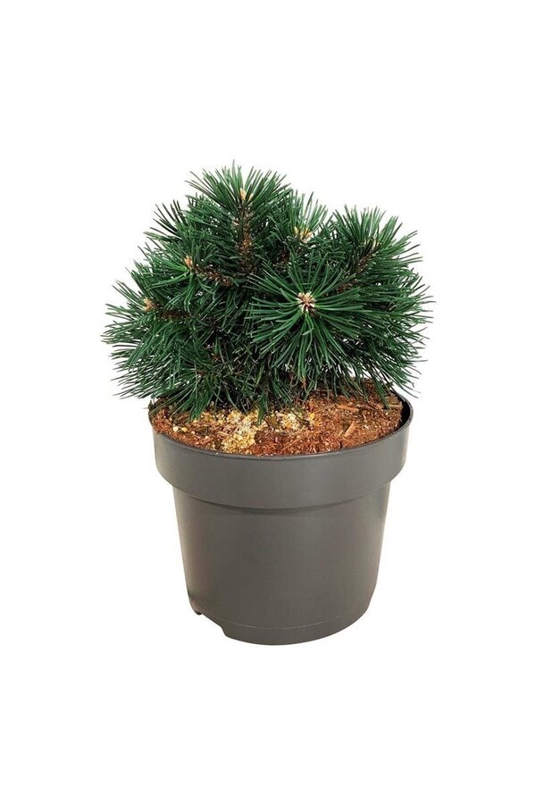 Sosna Pinus mugo Green Pearl