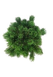 Sosna Pinus mugo Carstens Wintergold