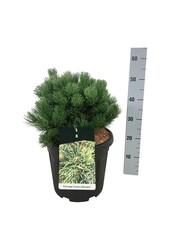 Sosna Pinus mugo Carstens Wintergold