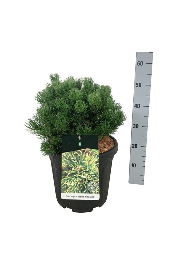 Sosna Pinus mugo Carstens Wintergold
