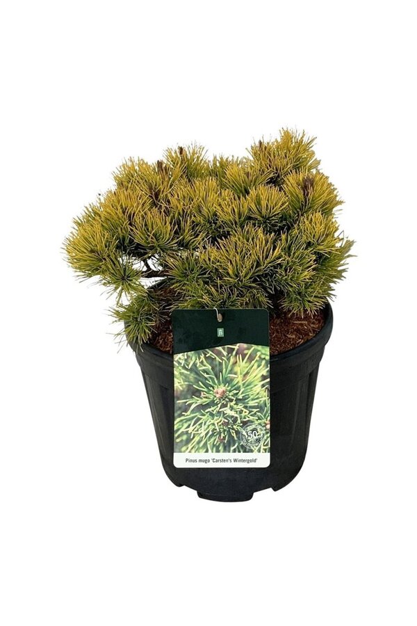Sosna Pinus mugo Carstens Wintergold