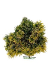 Sosna Pinus mugo Carstens Wintergold