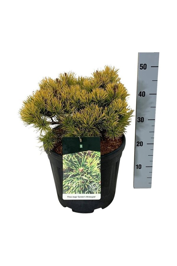 Sosna Pinus mugo Carstens Wintergold