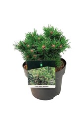 Sosna Pinus mugo Benjamin