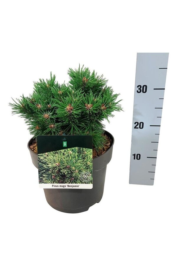 Sosna Pinus mugo Benjamin