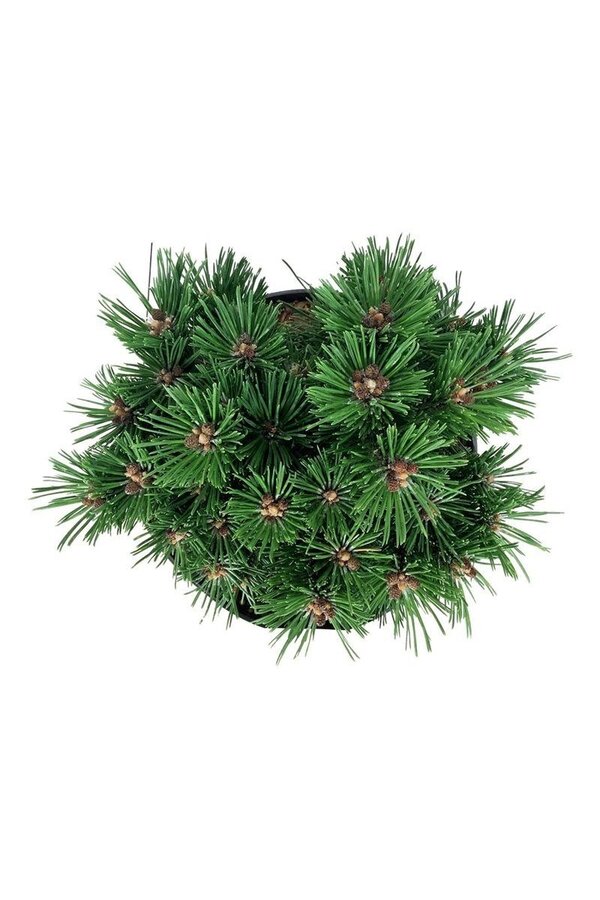 Sosna Pinus mugo Benjamin