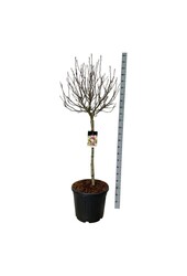 Magnolia Susan