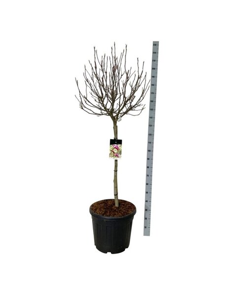 Magnolia