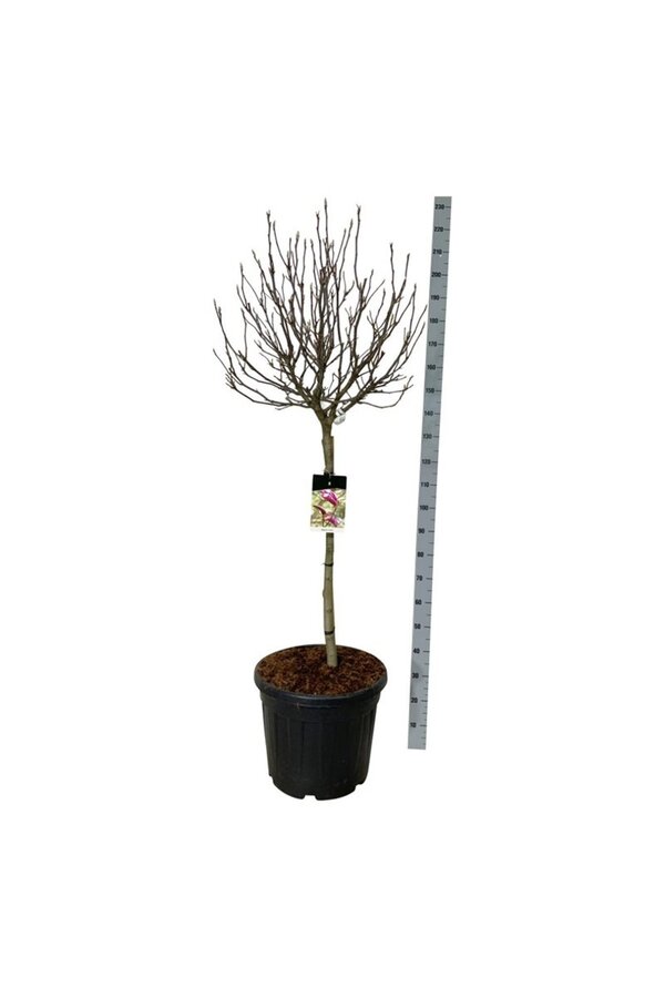 Magnolia Susan