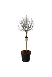 Magnolia Susan