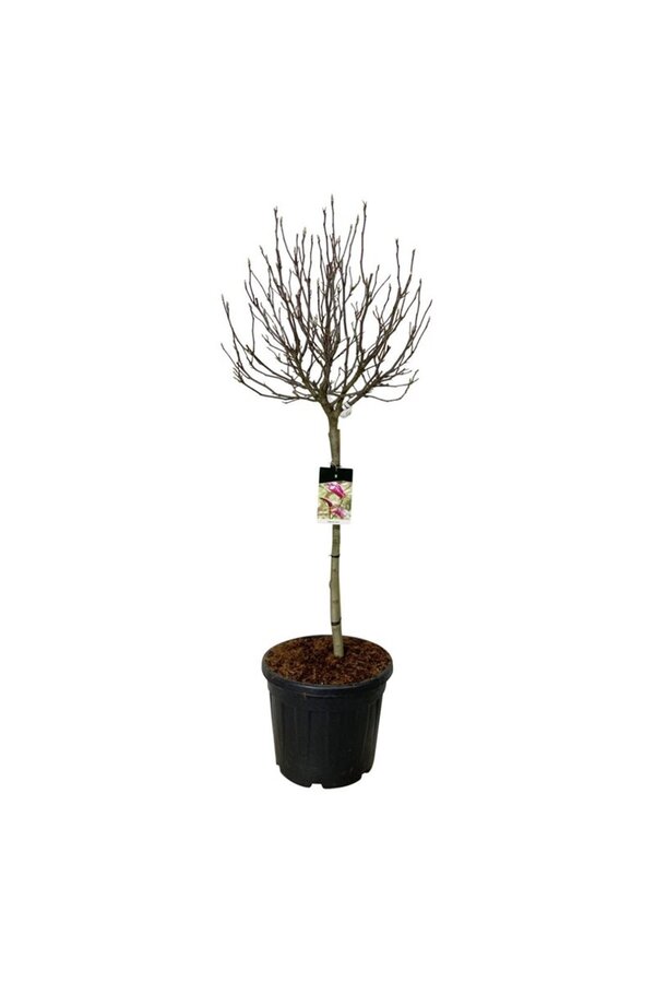 Magnolia Susan