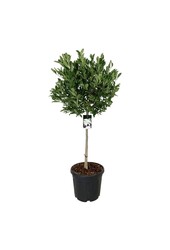 Magnolia Magnolia stellata
