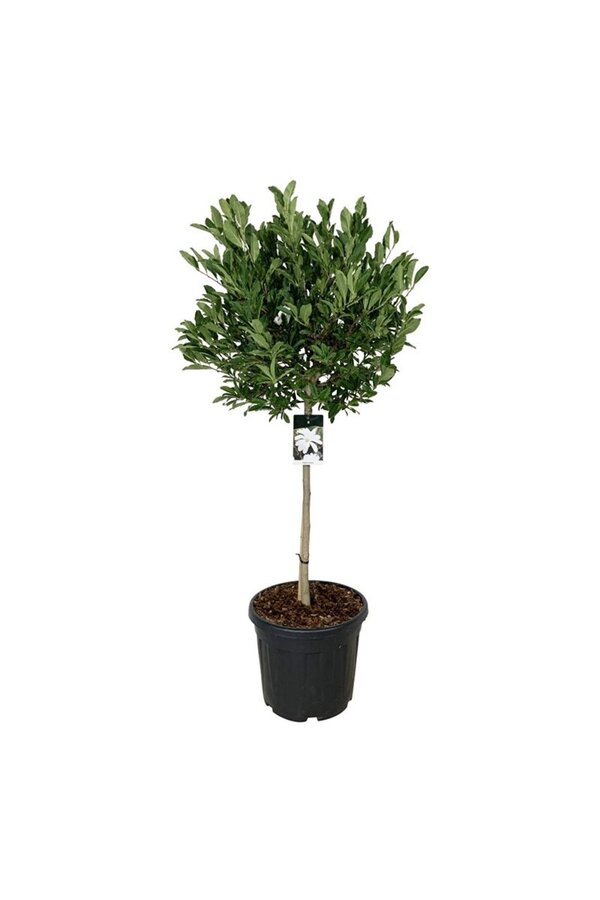 Magnolia Magnolia stellata