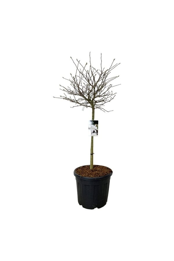 Magnolia Magnolia stellata