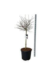 Magnolia Magnolia stellata