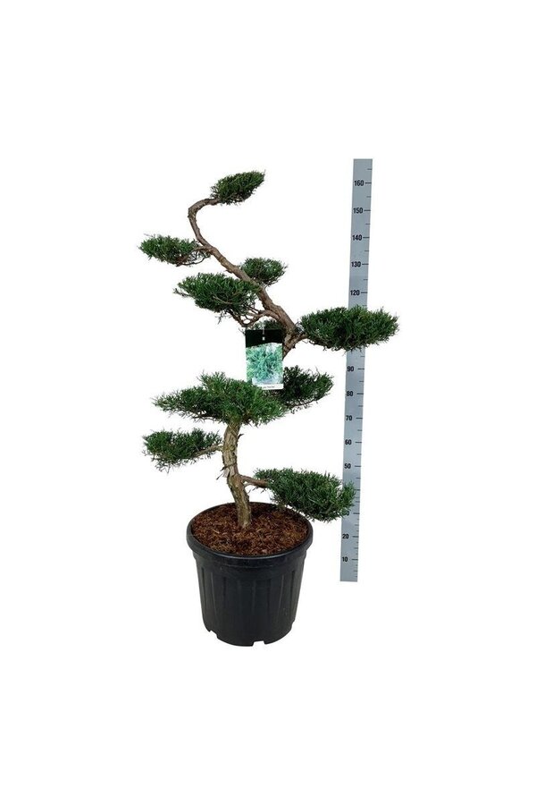 Cyprys Juniperus Grey Owl