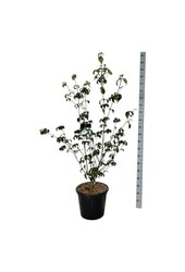 Dereń Cornus kousa Wietings Select