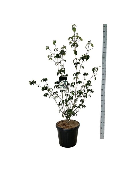 Cornus