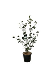 Dereń Cornus kousa Wietings Select