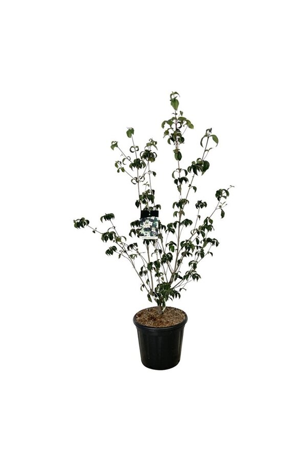 Dereń Cornus kousa Wietings Select