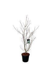 Dereń Cornus kousa Wietings Select