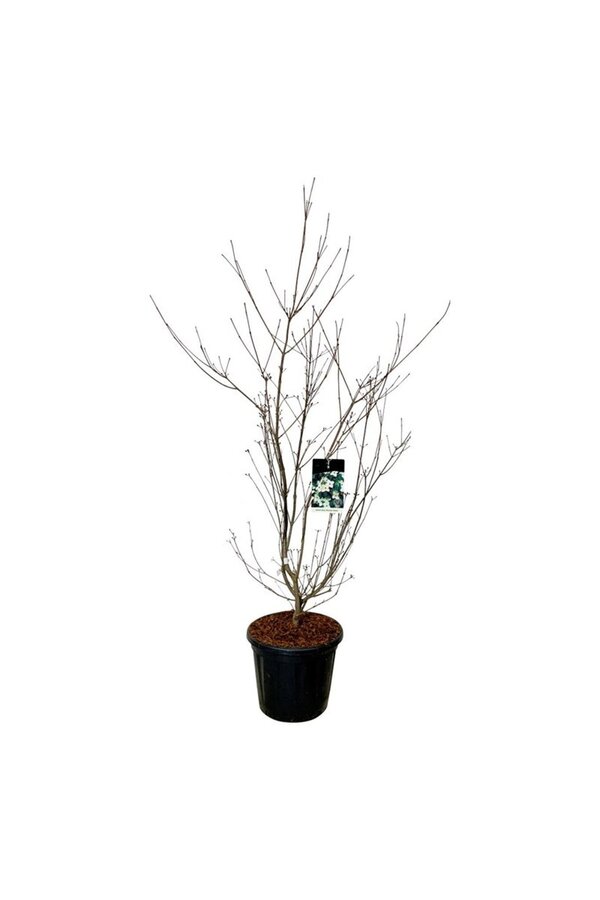 Dereń Cornus kousa Wietings Select