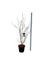 Dereń Cornus kousa Wietings Select