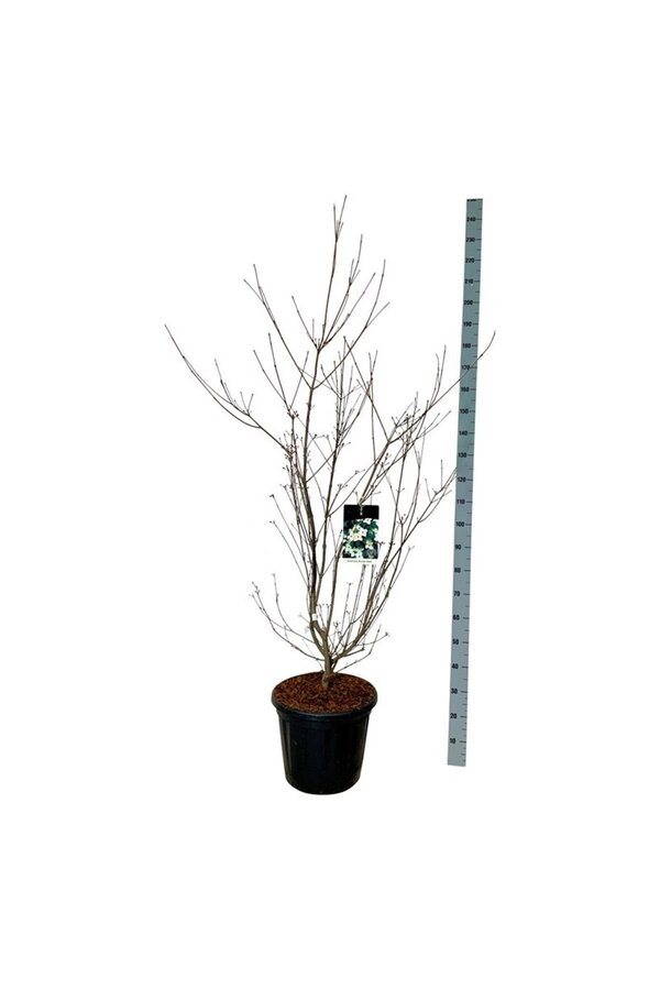 Dereń Cornus kousa Wietings Select