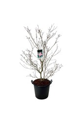 Dereń Cornus kousa Satomi