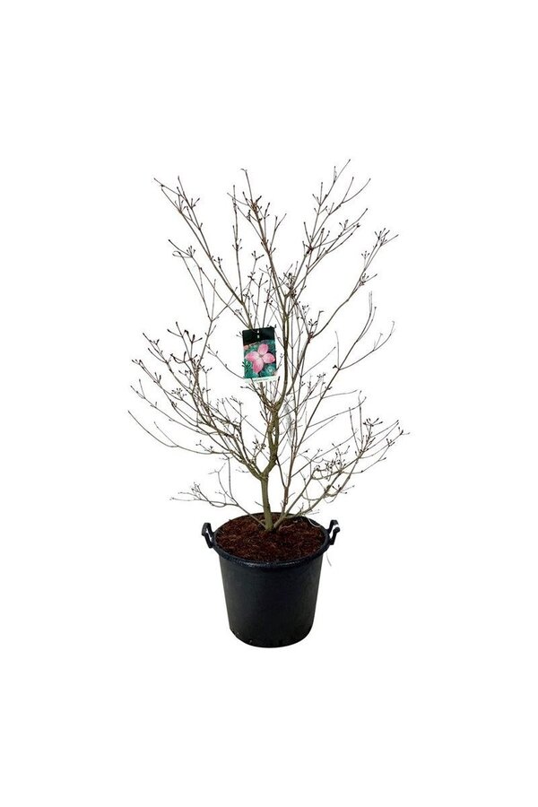 Dereń Cornus kousa Satomi