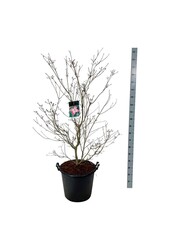 Dereń Cornus kousa Satomi