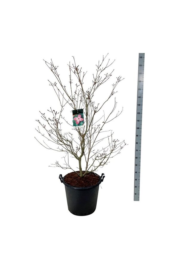 Dereń Cornus kousa Satomi
