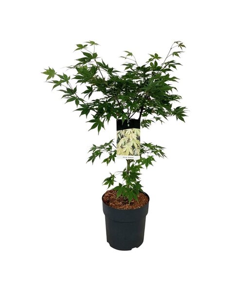 Acer