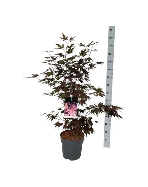 Acer