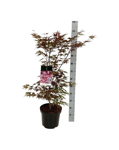 Acer