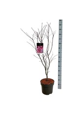 Klon Acer Atropurpureum