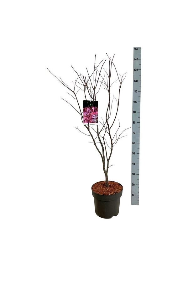 Klon Acer Atropurpureum