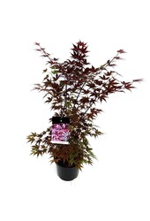 Klon Acer Atropurpureum