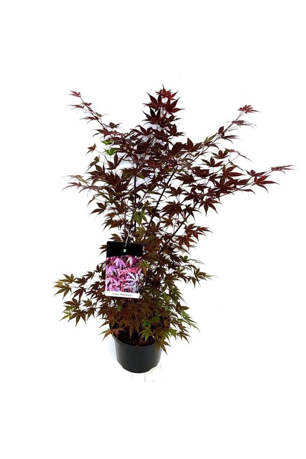Klon Acer Atropurpureum