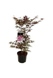 Klon Acer Atropurpureum
