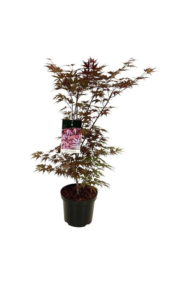 Klon Acer Atropurpureum